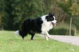 BORDER COLLIE 1393